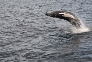 Reykjavik: Whale Watching Morning Expedition