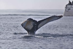 Reykjavik: Spedizione mattutina per l'osservazione delle balene