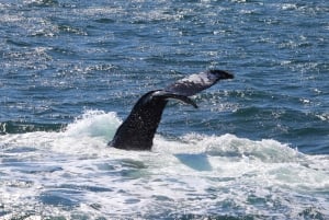 Reykjavik: Poranna wyprawa na obserwację wielorybów