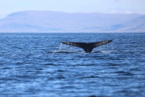 Reykjavik: Morgenekspedisjon med hvalsafari