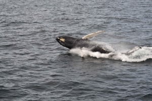 Reykjavik: Poranna wyprawa na obserwację wielorybów