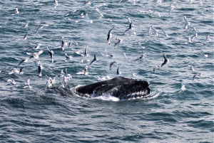 Reikiavik: Expedición Matinal de Avistamiento de Ballenas