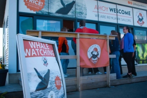 Reykjavik: Whale Watching Morning Expedition