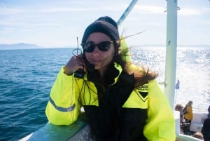 Reykjavik: Whale Watching Morning Expedition