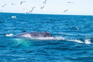 Reykjavik: Expedição matinal para observação de baleias