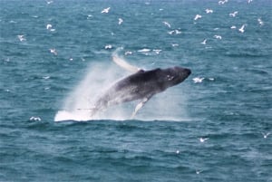 Reykjavik: Whale Watching & Northern Lights Combo Cruise
