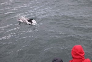 Reykjavik: cruzeiro combinado para observação de baleias e aurora boreal