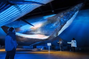 Reykjavik: Whale Watching Tour, Whales of Iceland Exhibition