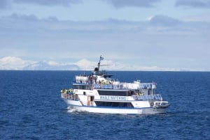 Reykjavik: Whale Watching Tour, udstilling om Islands hvaler