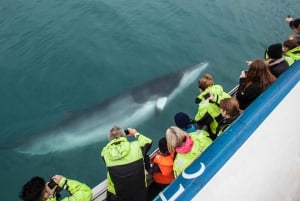 Reykjavik: Whale Watching Tour, tentoonstelling Whales of Iceland