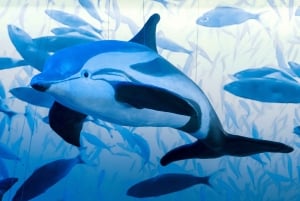 Reykjavik: Hvalsafari, udstilling om Islands hvaler