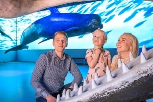 Reykjavik: Hvalsafari, udstilling om Islands hvaler