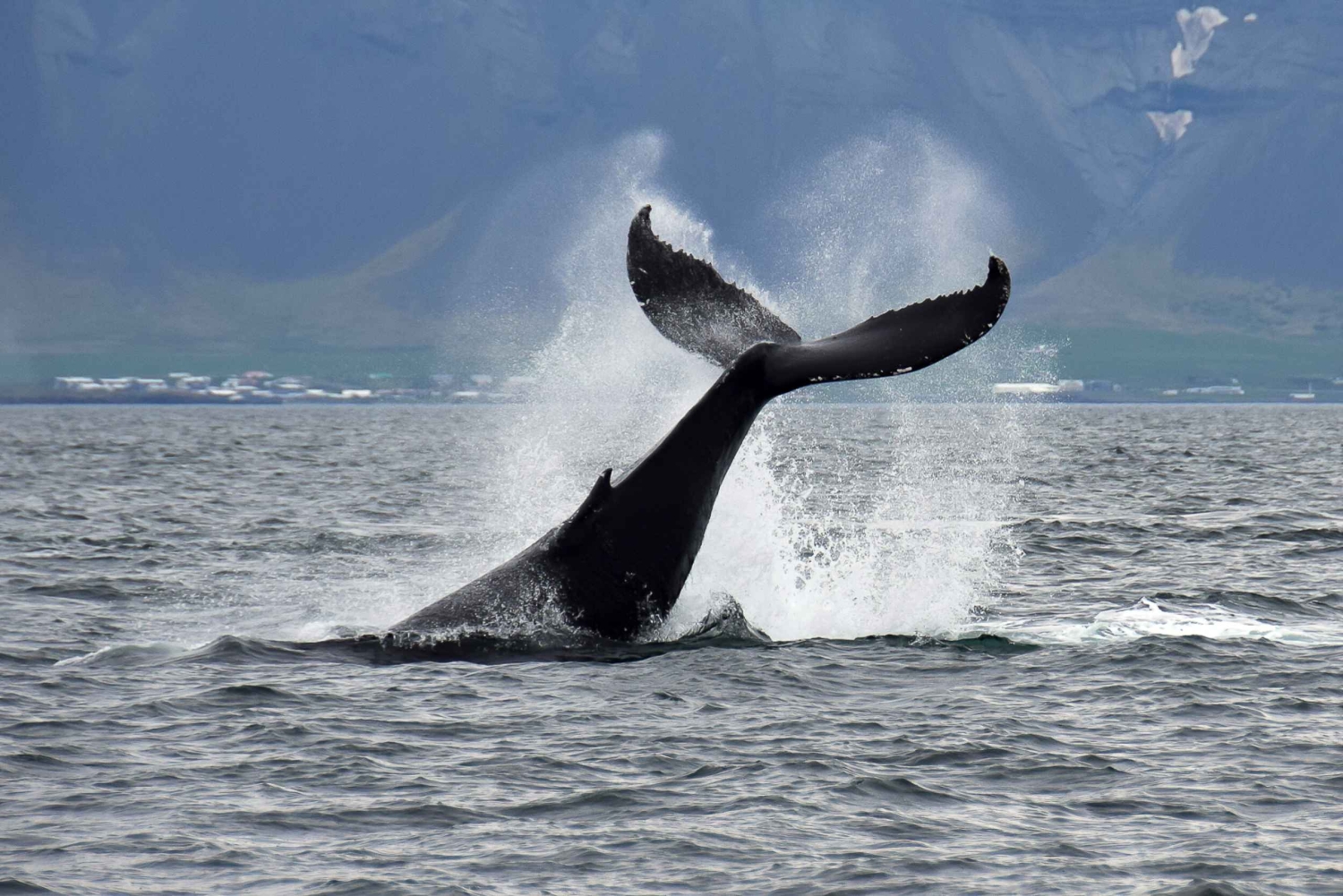 Reykjavik: Whale Watching Tour with Expert Guide
