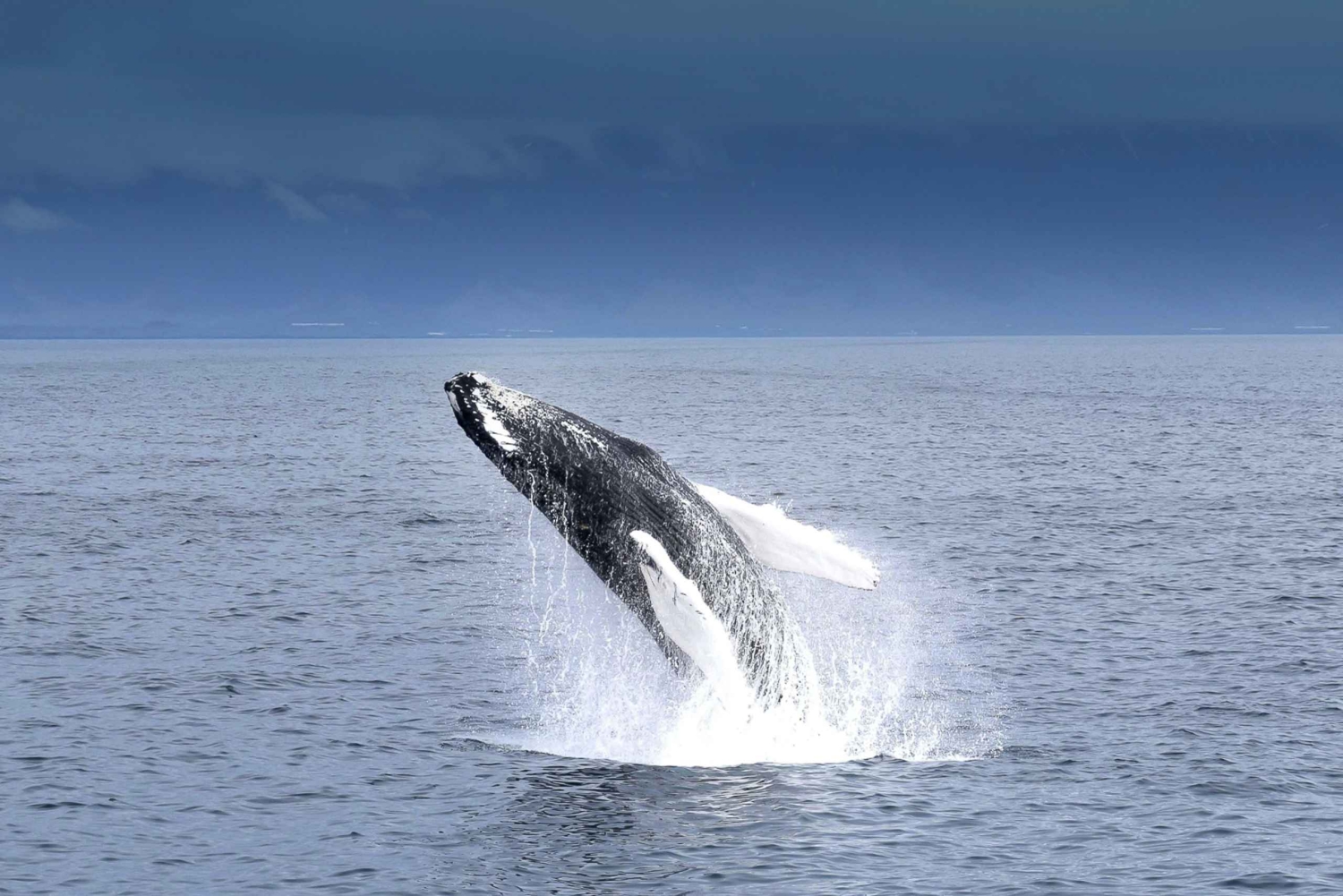 Reykjavik: Whale Watching Tour with Expert Guide