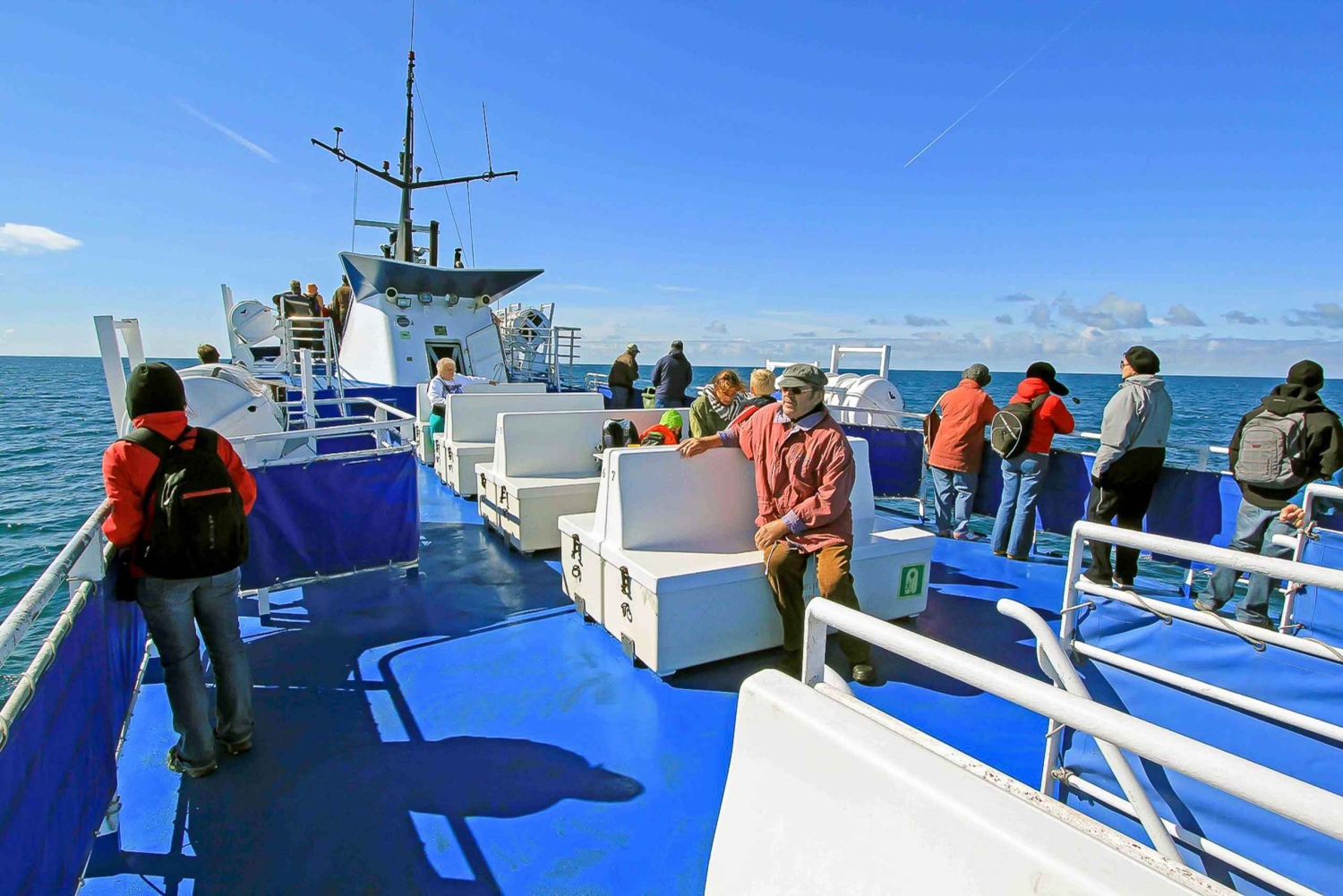 Reykjavik: Whale Watching Tour with Expert Guide