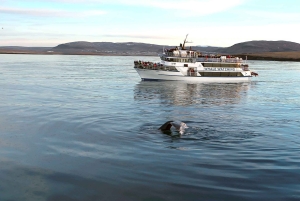 Reykjavik: Whale Watching Tour with Expert Guide