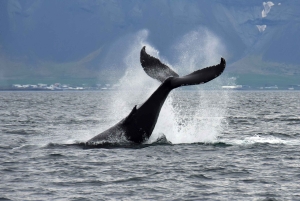 Reykjavik: Whale Watching Tour with Expert Guide