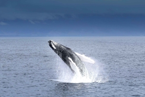 Reykjavik: Whale Watching Tour with Expert Guide
