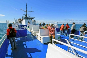 Reykjavik: Whale Watching Tour with Expert Guide