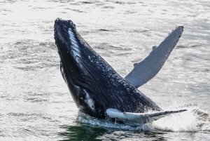 Reykjavik: Whale Watching Tour with Expert Guide
