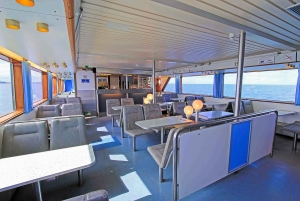 Reykjavik: Whale Watching Tour with Expert Guide