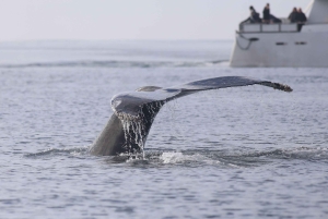 Reykjavik: Whale Watching Tour with Expert Guide