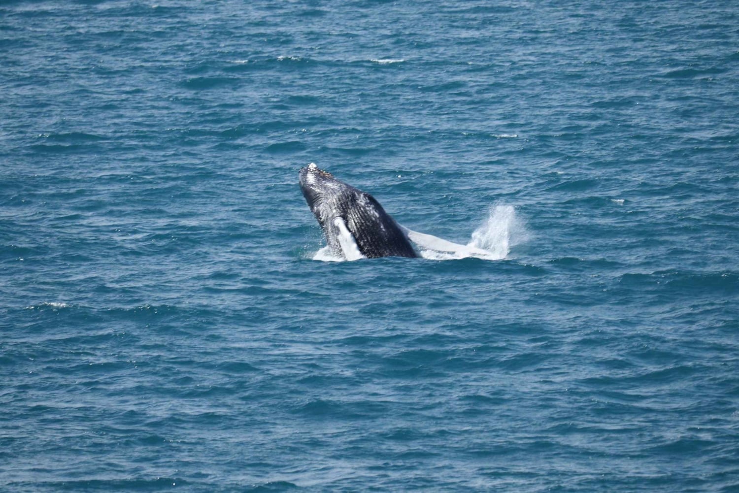 Reykjavik: Valskådningstur med expressalternativ
