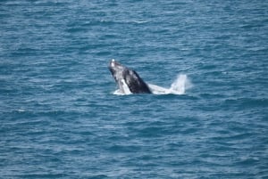 Reykjavik: Hvalsafari med ekspresmulighed