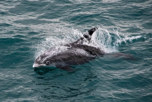 Reykjavik: Whale Watching Tour with Express Option