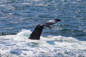Reykjavik: Whale Watching Tour with Express Option