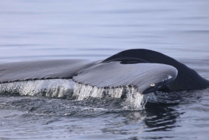 Reykjavik: Whale Watching Tour with Express Option