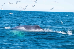 Reykjavik: Whale Watching Tour with Express Option