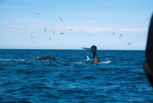Reykjavik: Whale Watching Tour with Express Option