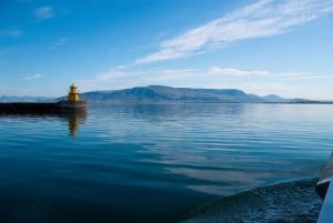 Reykjavik: Valskådningstur med expressalternativ