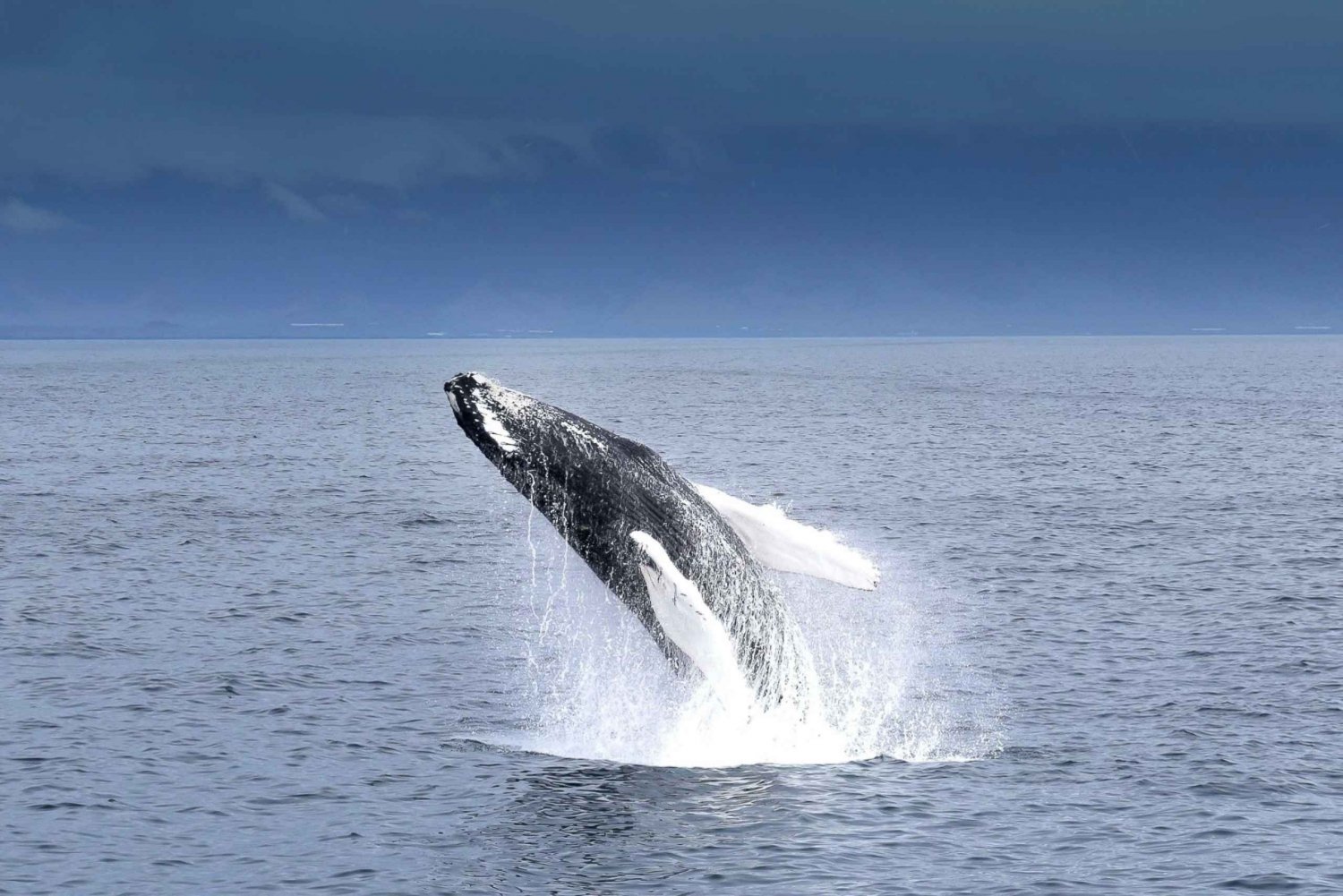 Reykjavik: Whale Watching Tour