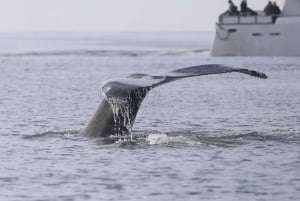 Reykjavik: Whale Watching Tour