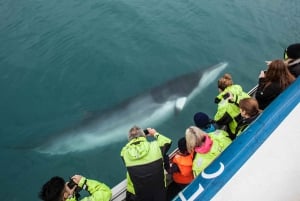 Reykjavik: Whale Watching + Whales of Iceland Exhibition