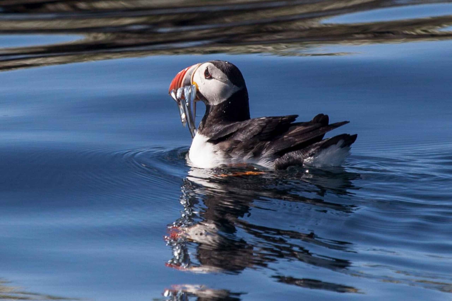 Reykjavik: Kombineret guidet krydstogt med hvaler og lunder