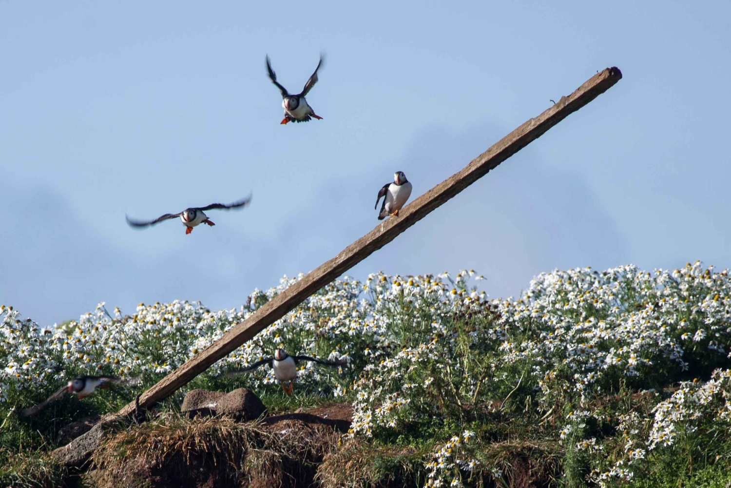 Reykjavik: Kombineret guidet krydstogt med hvaler og lunder