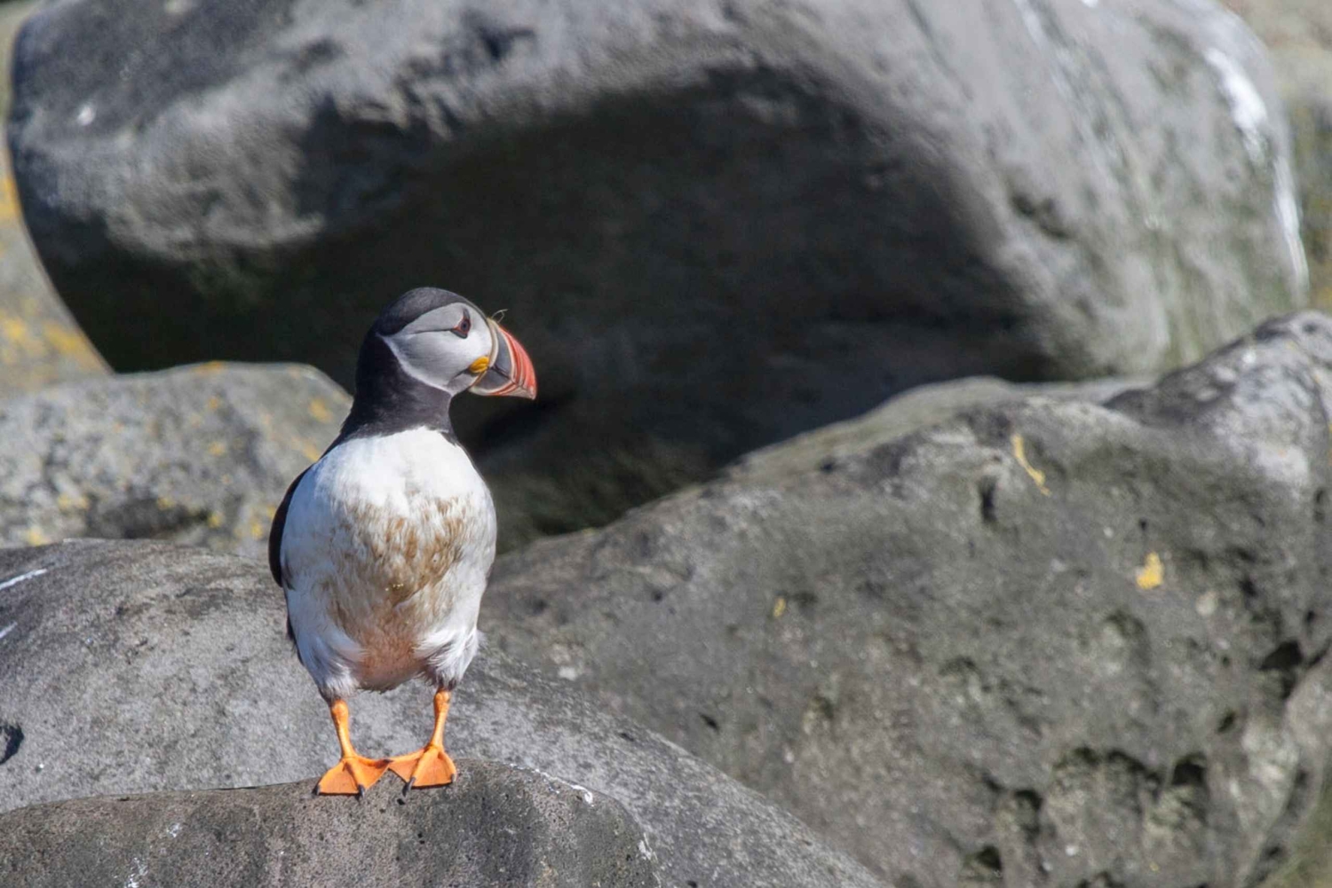 Reykjavik: Kombineret guidet krydstogt med hvaler og lunder
