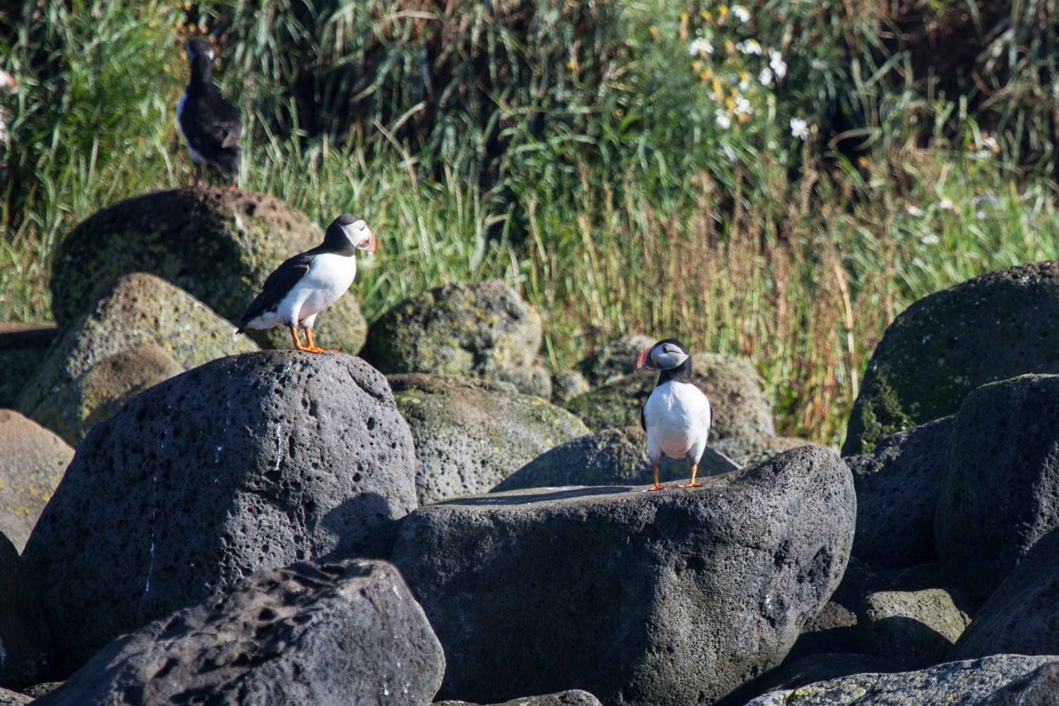Reykjavik: Kombineret guidet krydstogt med hvaler og lunder