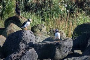 Reykjavik: Kombineret guidet krydstogt med hvaler og lunder