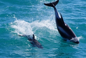 Reykjavik: Kombineret guidet krydstogt med hvaler og lunder