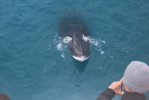 Reykjavik: Kombineret guidet krydstogt med hvaler og lunder