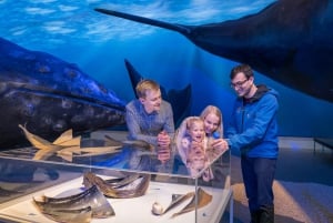 Reykjavik: Whales of Iceland Exhibition Entrance Ticket