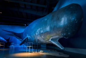 Reykjavik: Whales of Iceland Exhibition Entrance Ticket