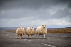 Västra och södra Island - 7 dagars självkörning