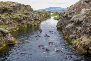Silfra: Snorkeltur mellem tektoniske plader