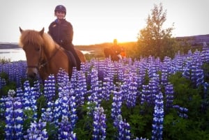 From Reykjavik: Evening Horseback Tour with Transfer