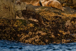 Tur på Snaefellsnes-halvøen fra Reykjavik